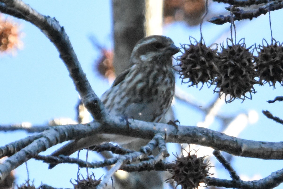 Purple Finch - ML647408025