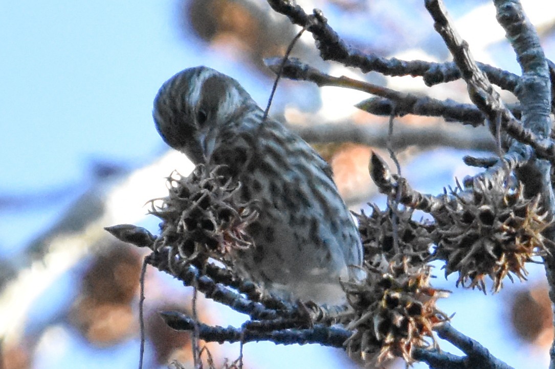 Purple Finch - ML647408026