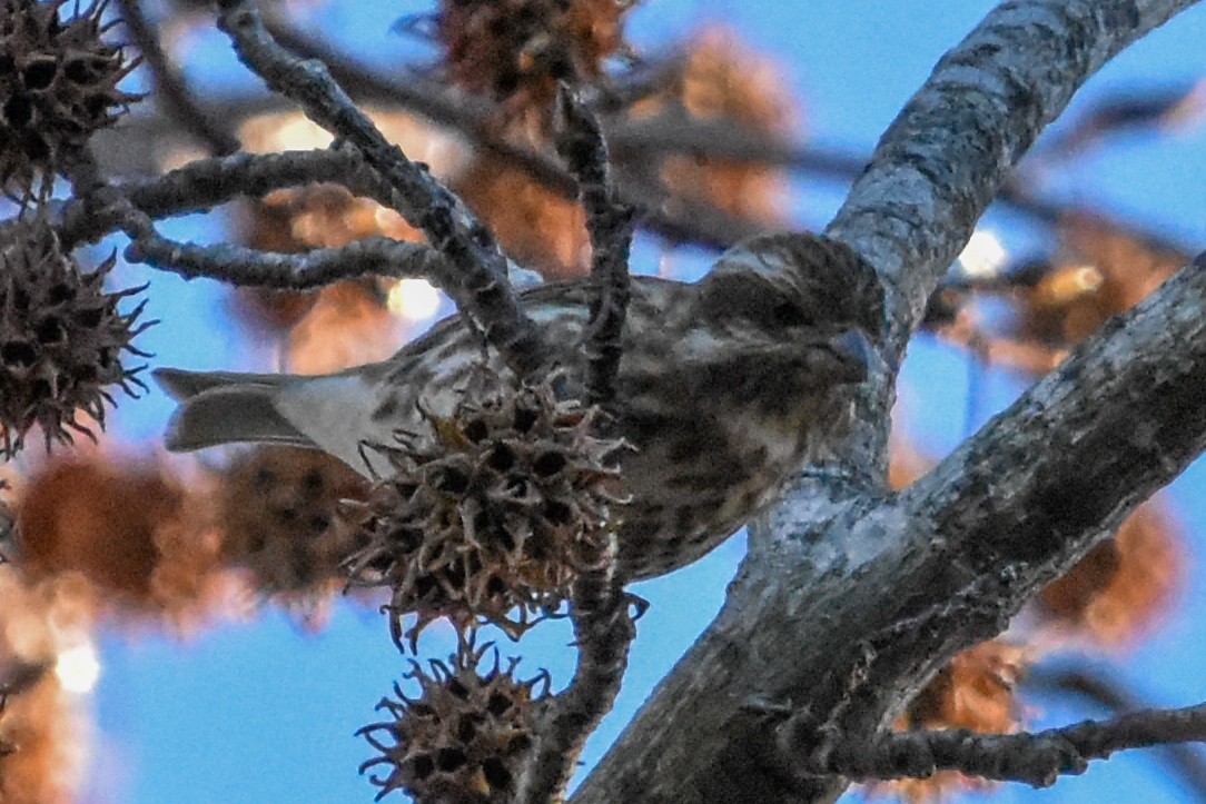 Purple Finch - ML647408027