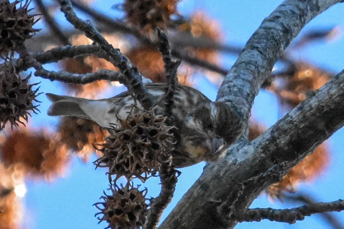 Purple Finch - ML647408028
