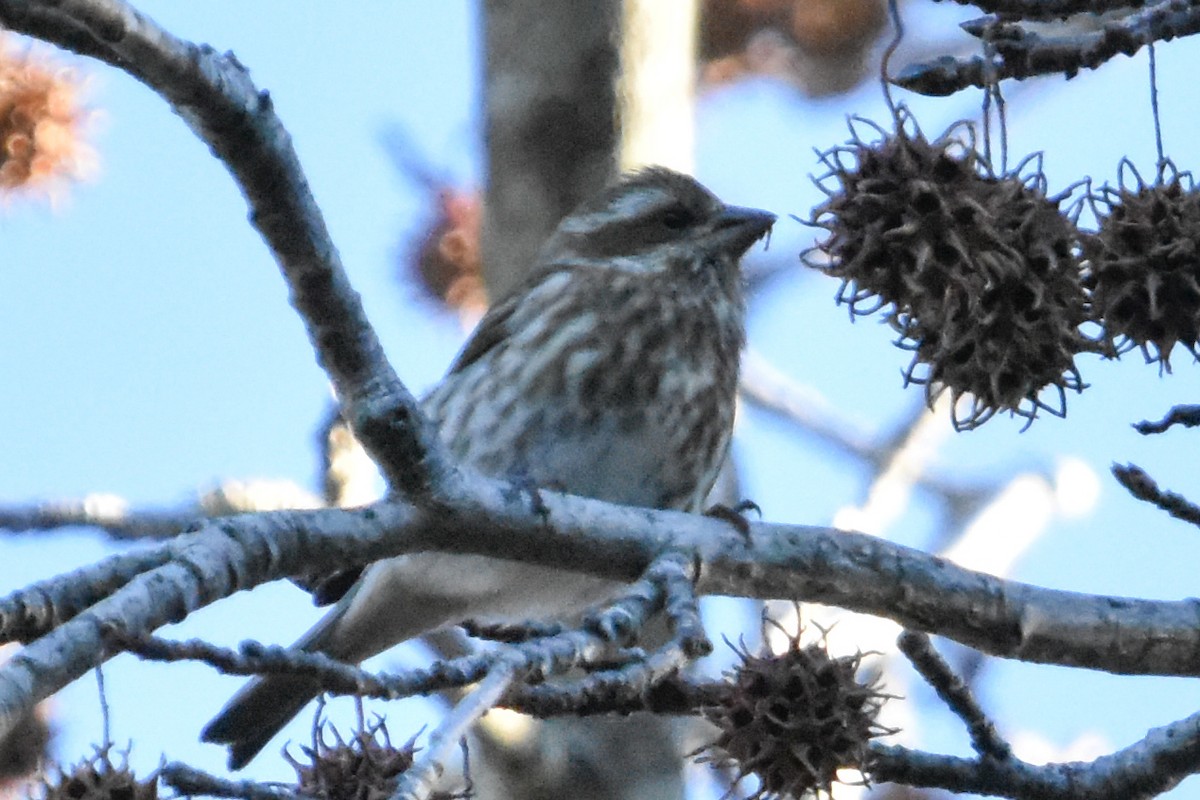 Purple Finch - ML647408029