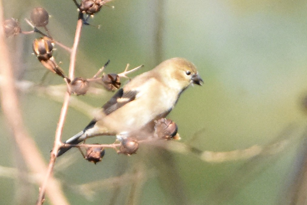 American Goldfinch - ML647408035