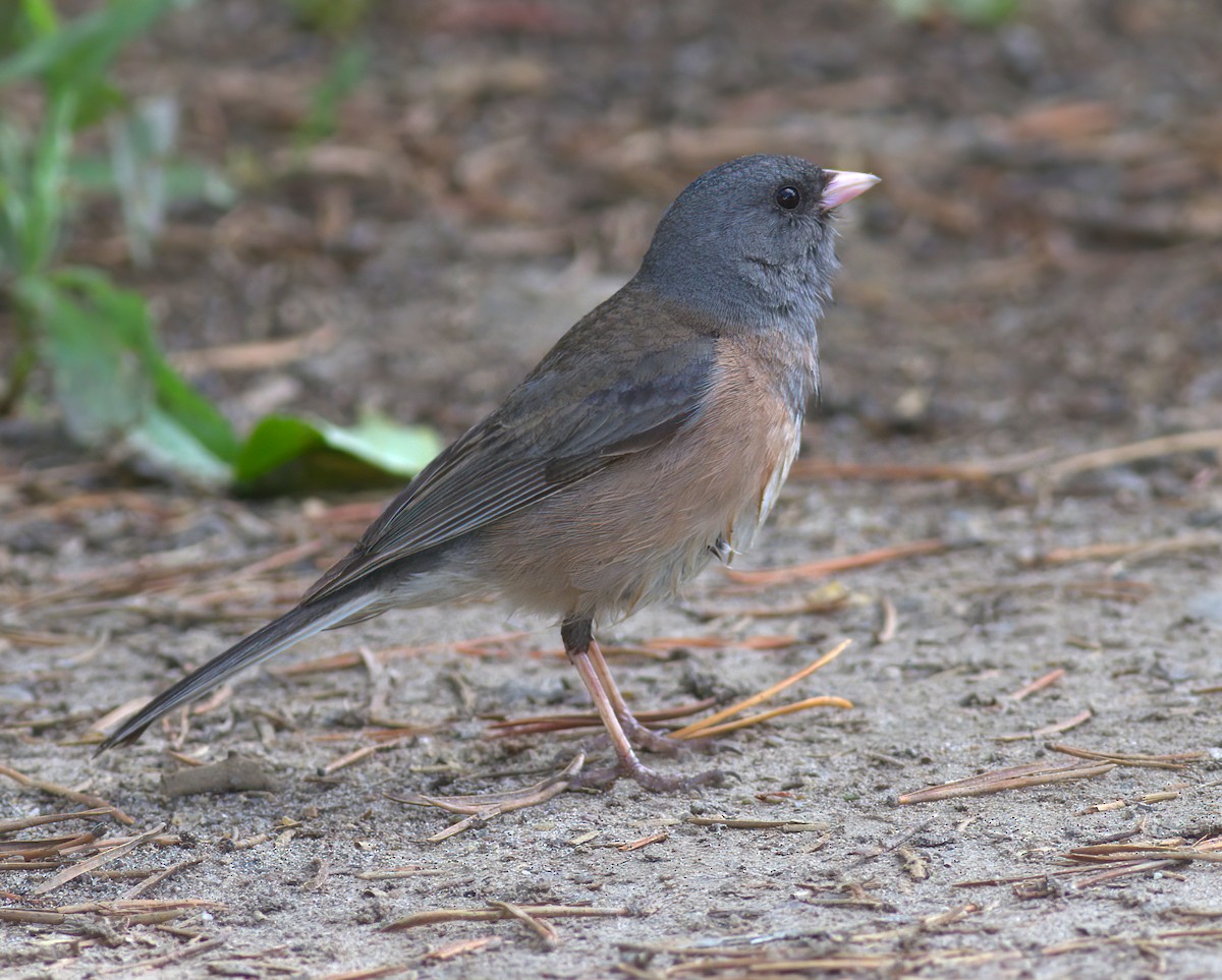 Dark-eyed Junco (Pink-sided) - ML647408047