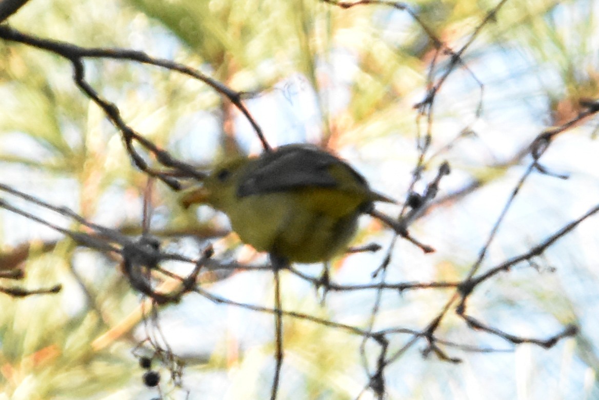 Western Tanager - ML647408048