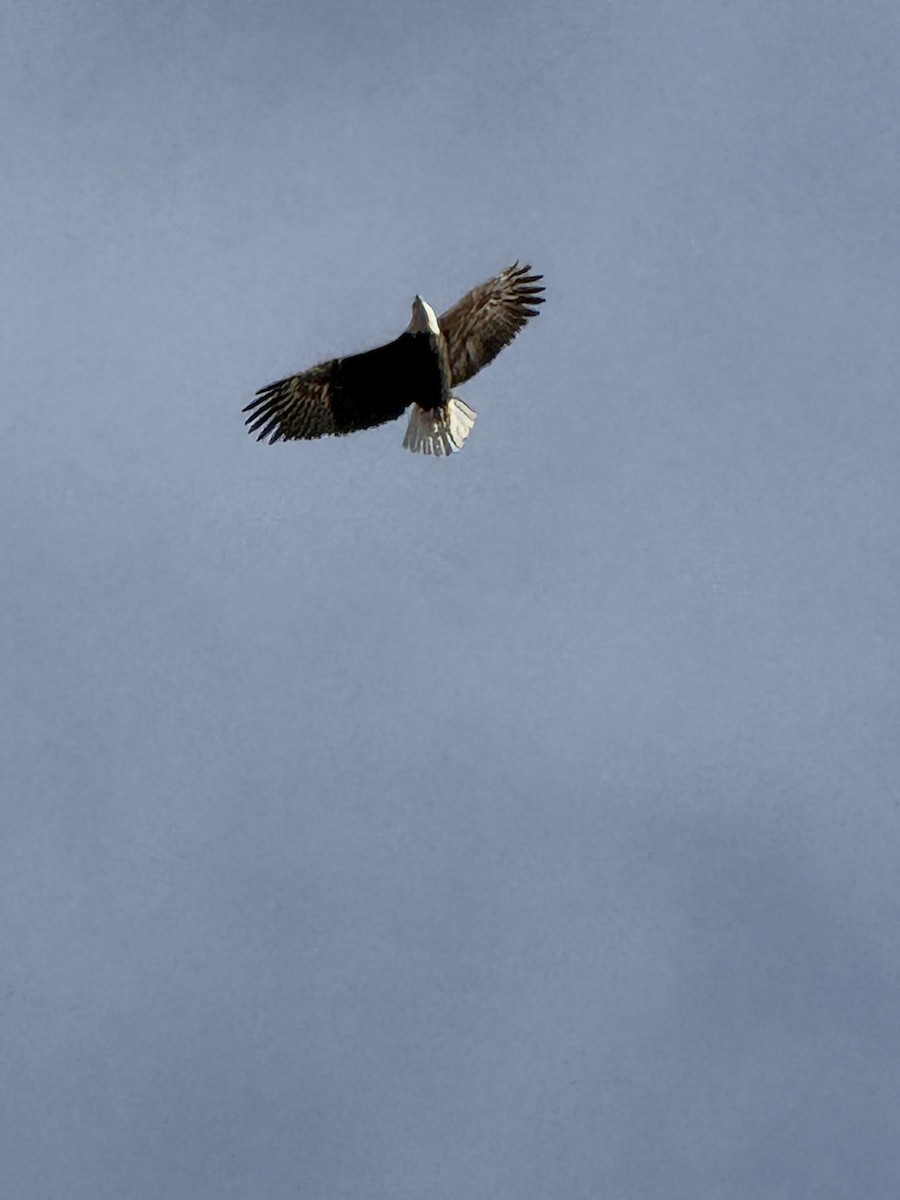 Bald Eagle - ML647408055