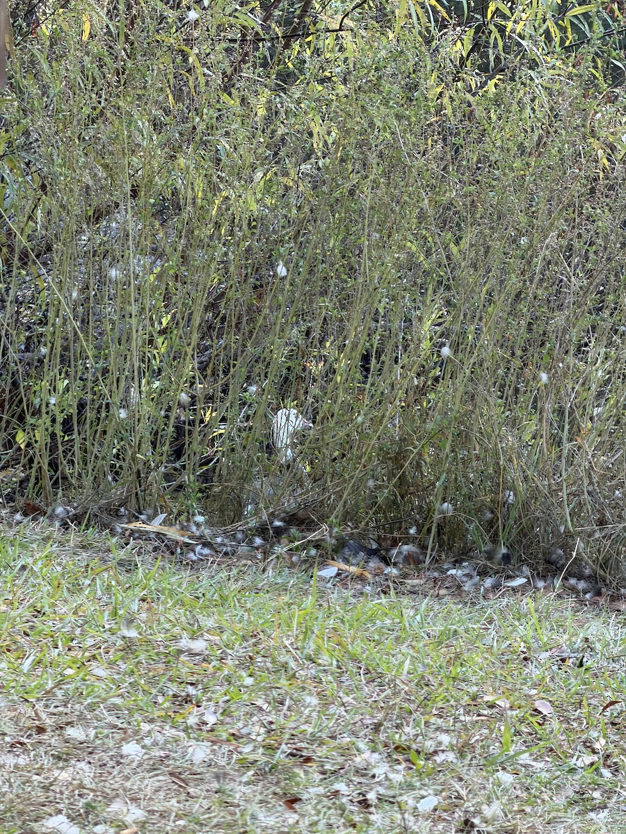 Oie des neiges - ML647408084