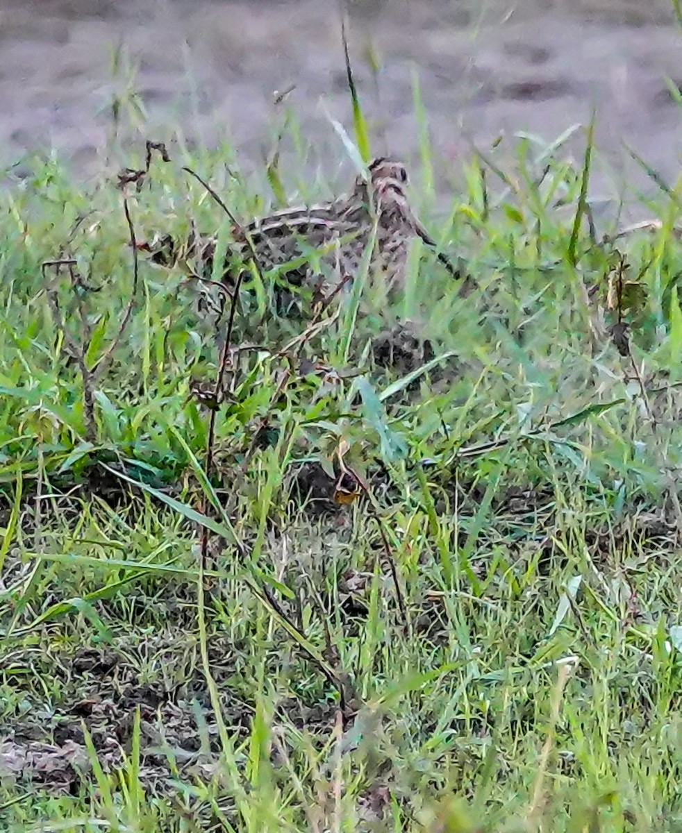 ハリオシギ - ML647408087