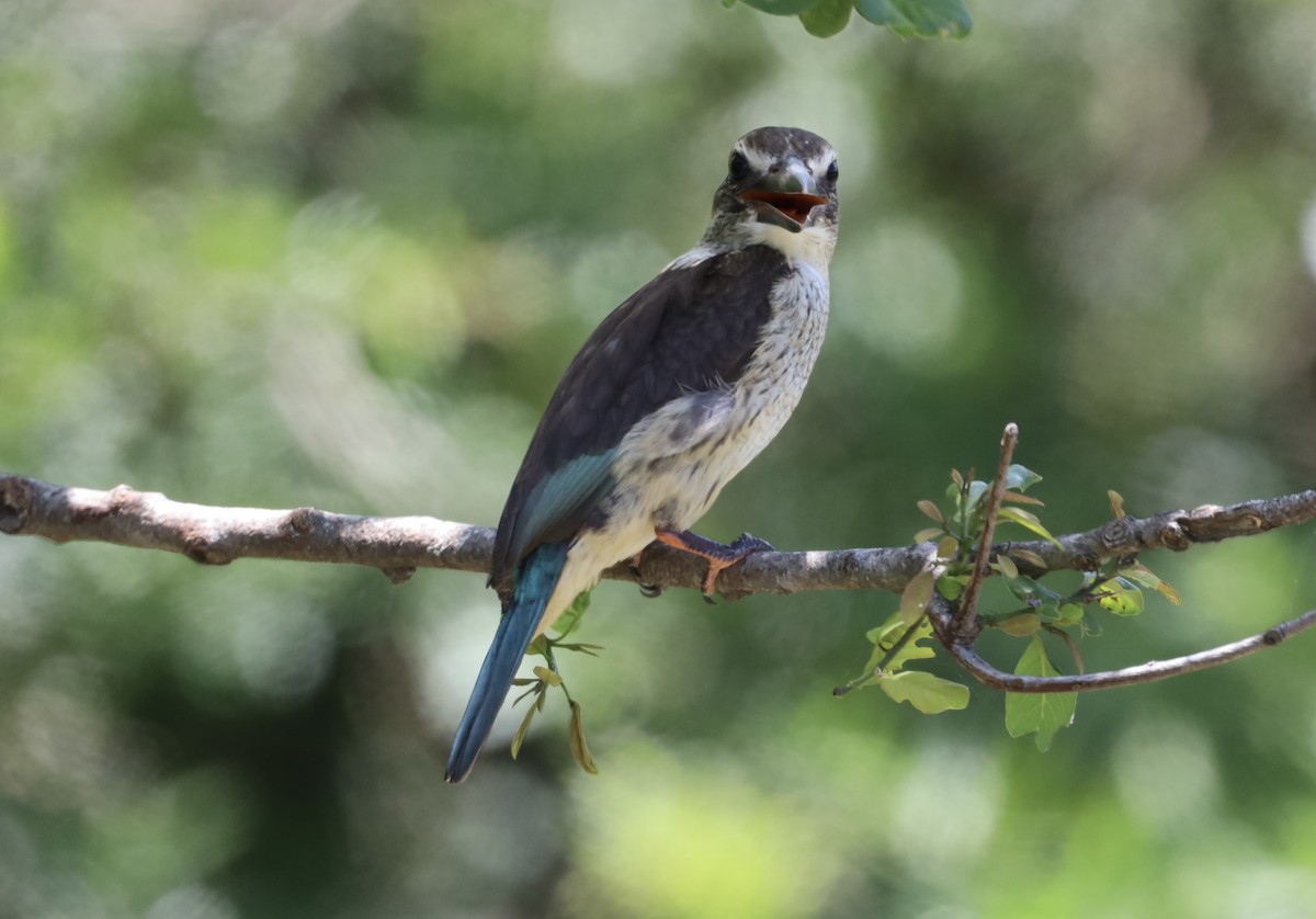 Brown-hooded Kingfisher - ML647408095