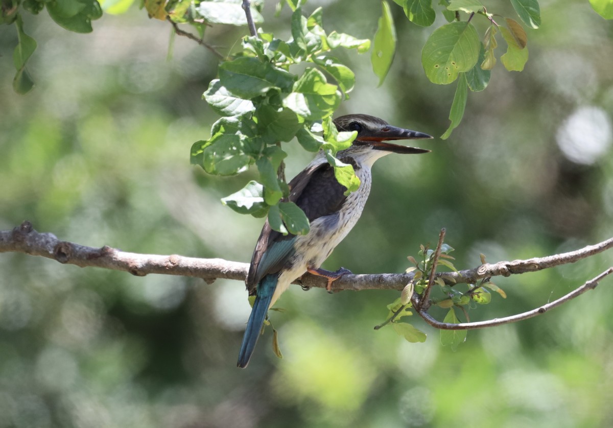 Brown-hooded Kingfisher - ML647408097