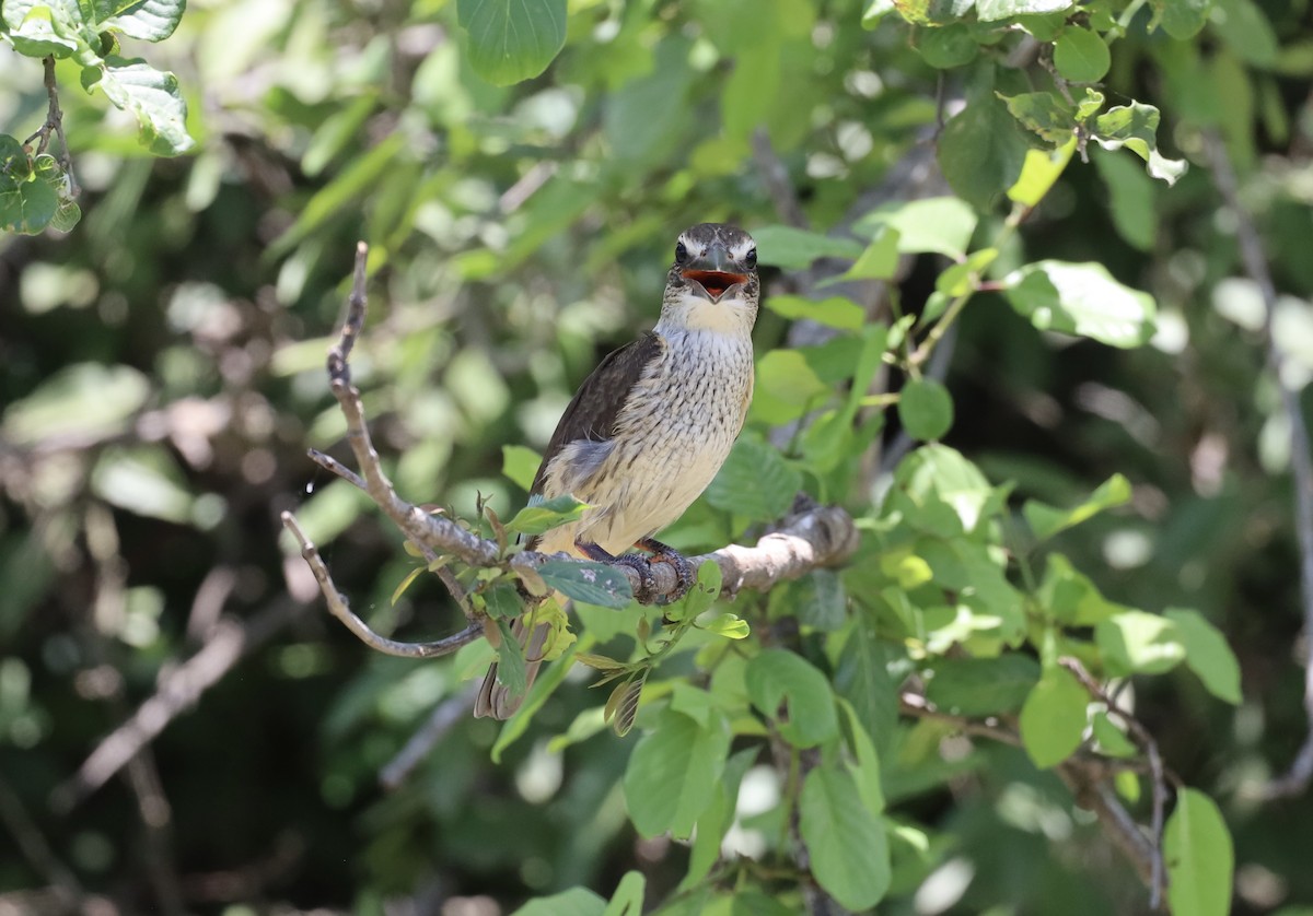 Brown-hooded Kingfisher - ML647408098