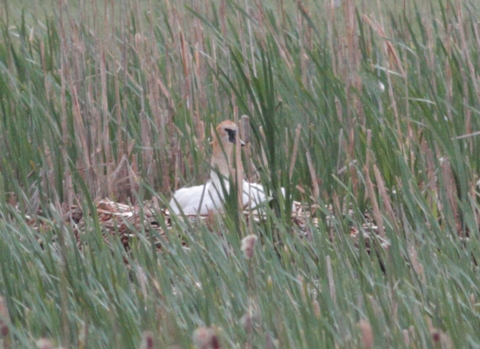 ברבור אמריקני - ML647408099