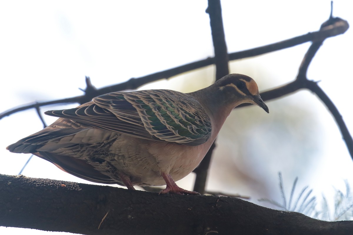 Common Bronzewing - ML647408100