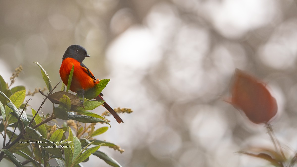 gråhakemønjefugl - ML647408102