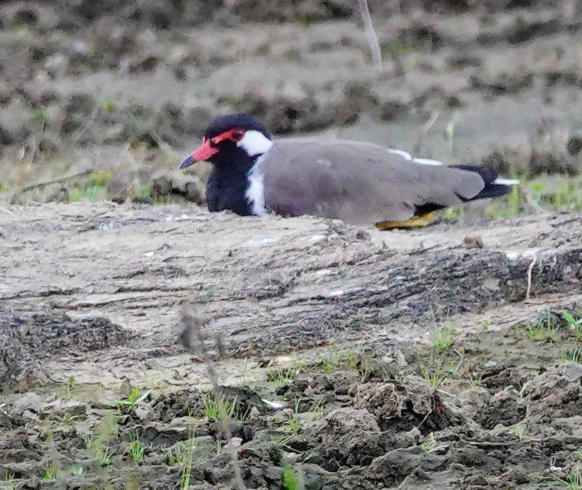 Büyük Kızkuşu - ML647408104