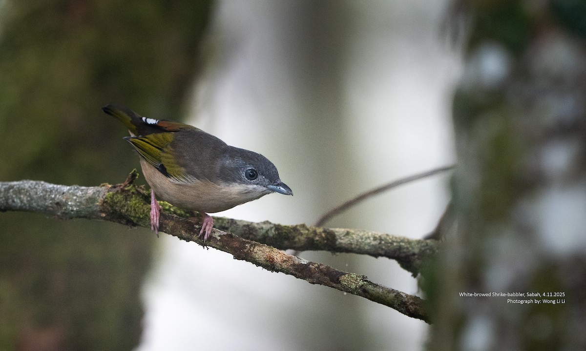 White-browed Shrike-Babbler - ML647408106