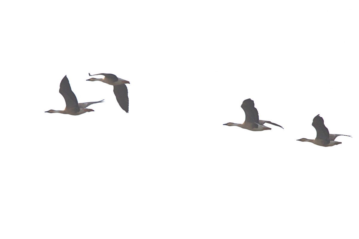 Гуска китайська - ML647408110