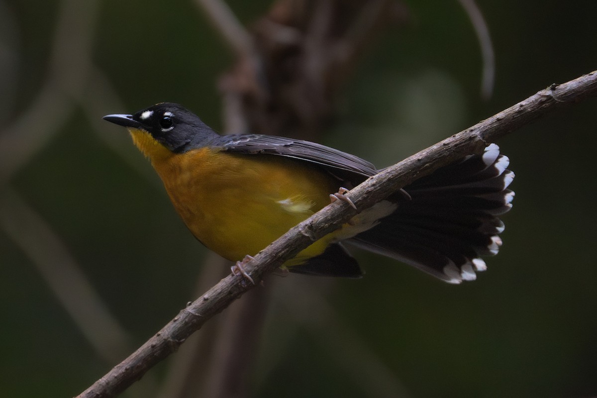 Fan-tailed Warbler - ML647408111