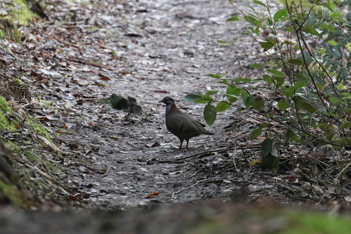 Brush Bronzewing - ML647408114