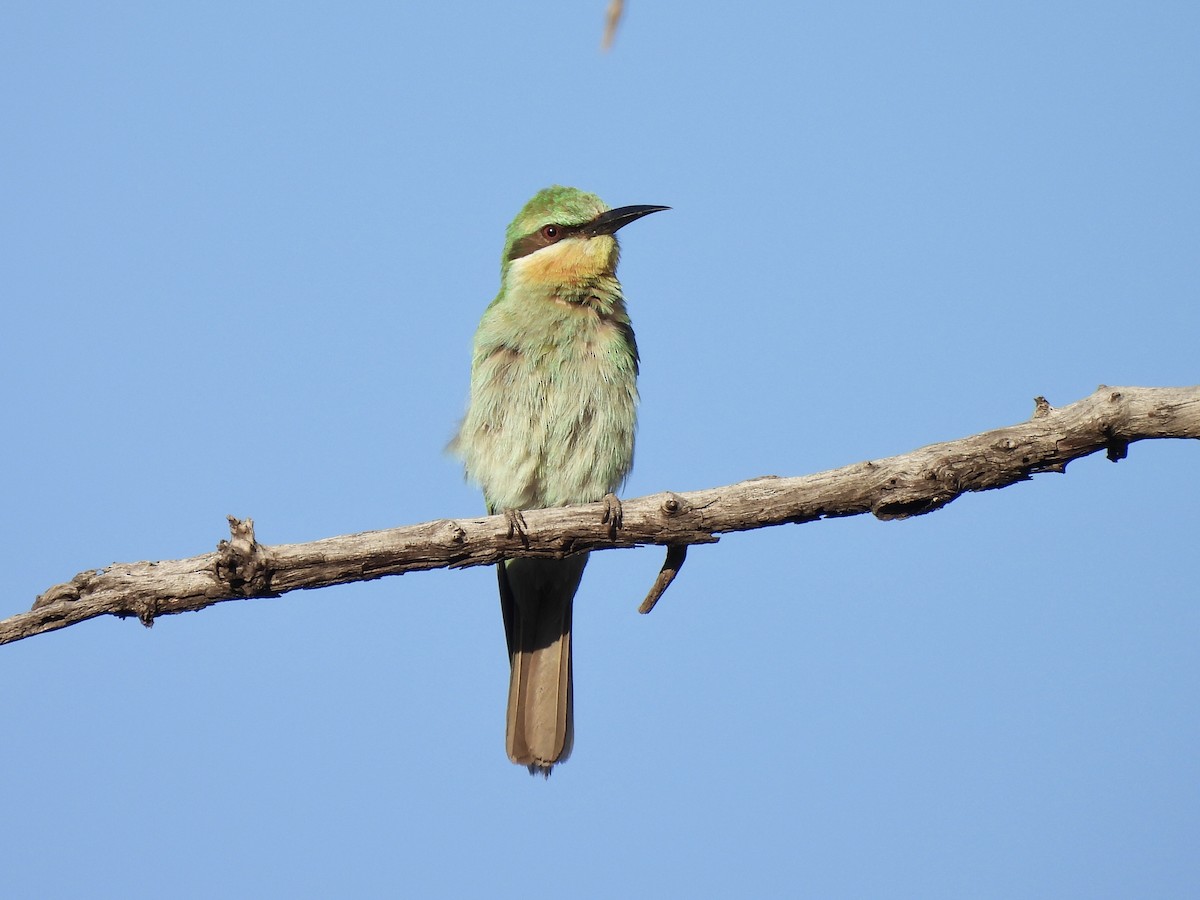 vlha modrolící - ML647408128