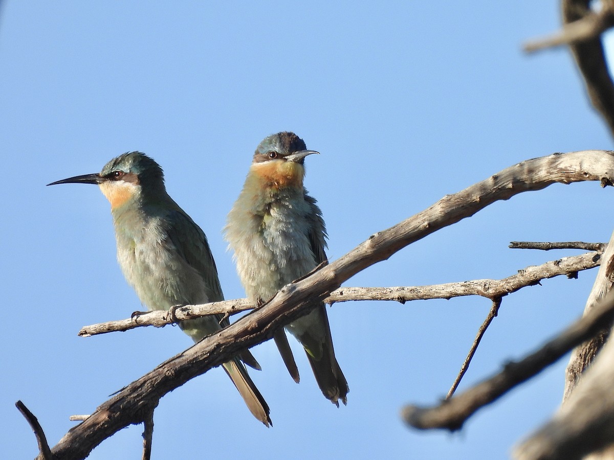 vlha modrolící - ML647408129