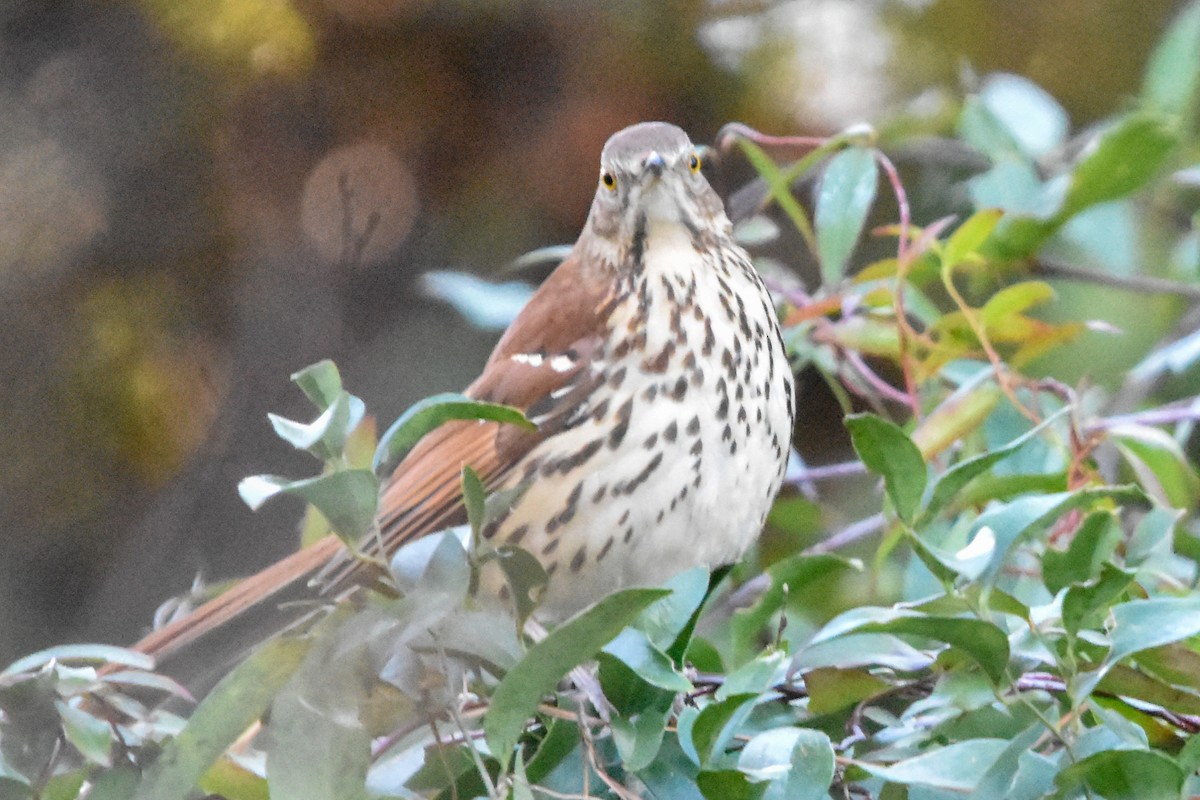 Brown Thrasher - ML647408144