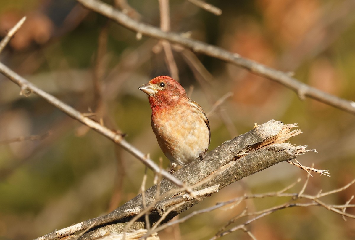 purpurfink (purpureus) - ML647408146