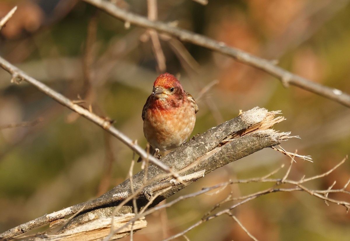 purpurfink (purpureus) - ML647408147