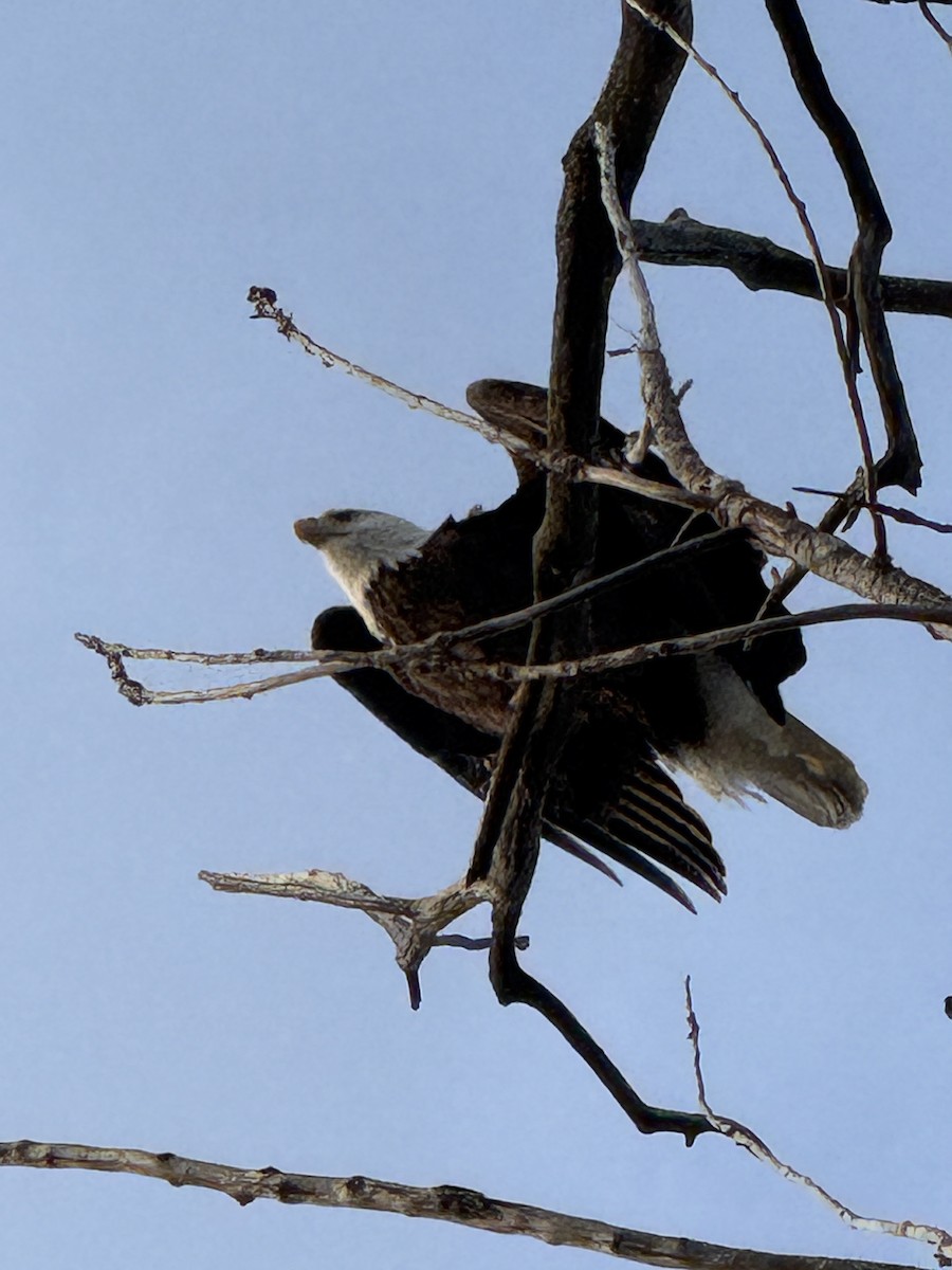 Bald Eagle - ML647408162