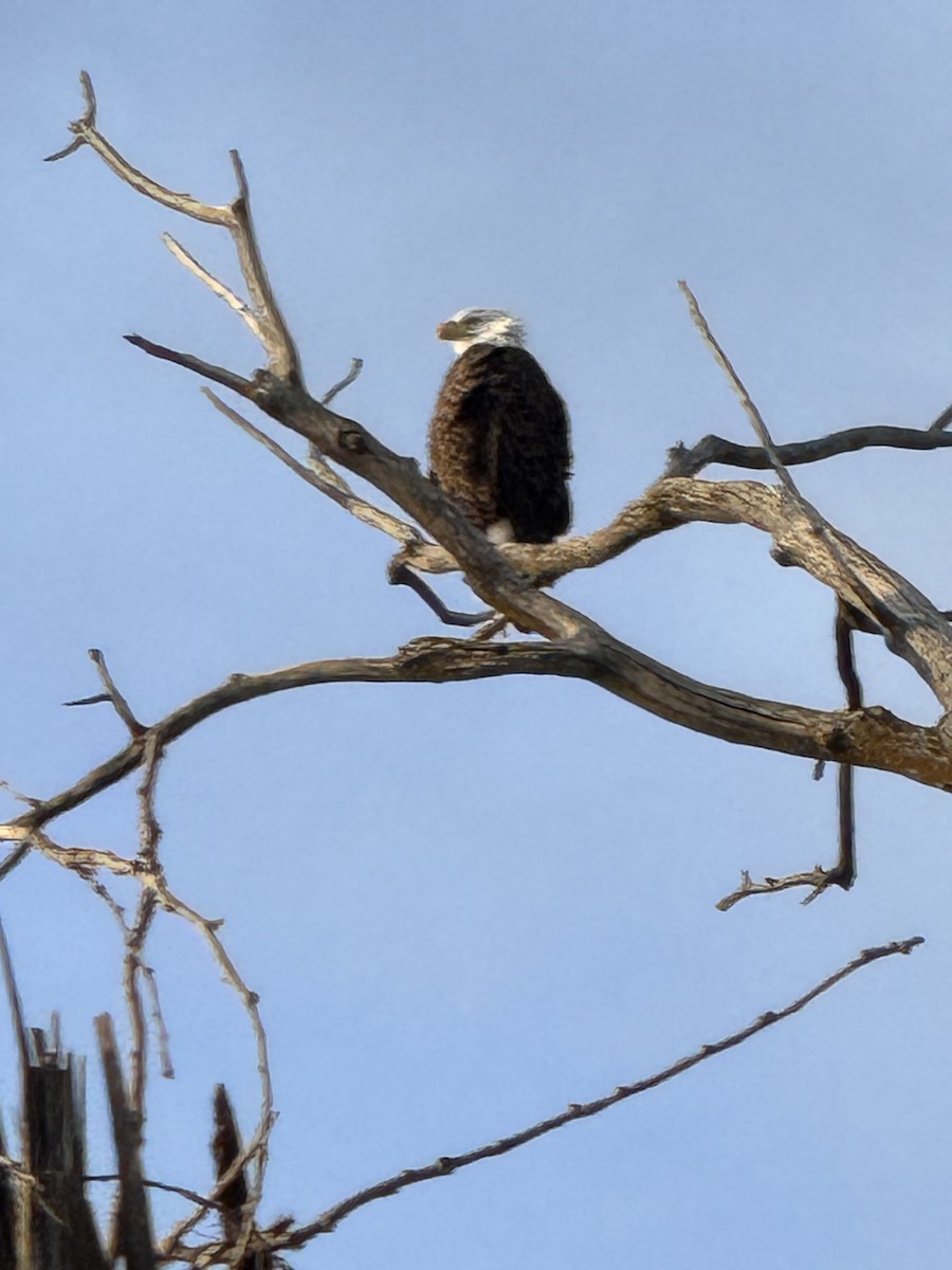 Bald Eagle - ML647408163