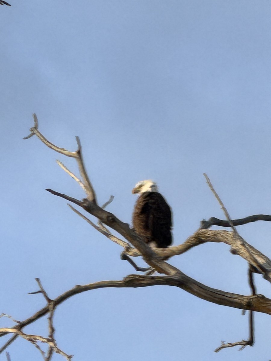 Bald Eagle - ML647408164