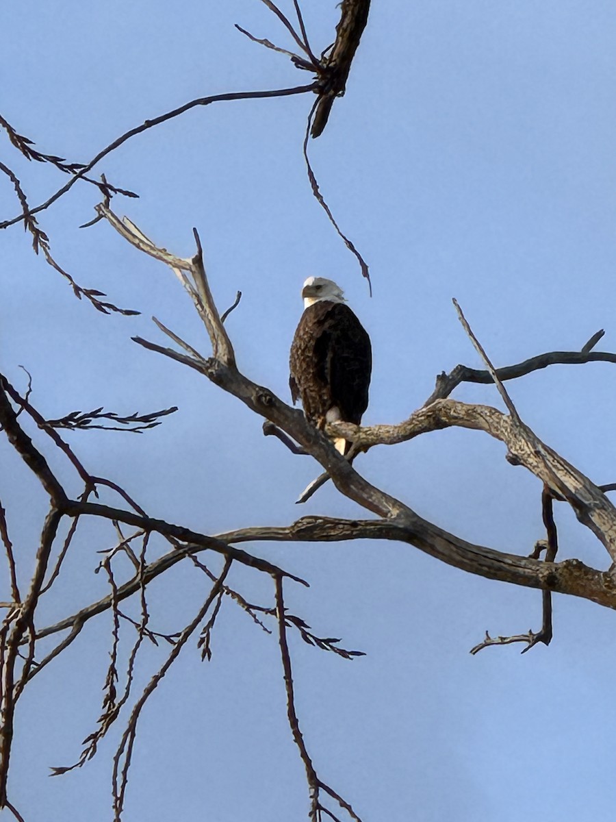 Bald Eagle - ML647408165