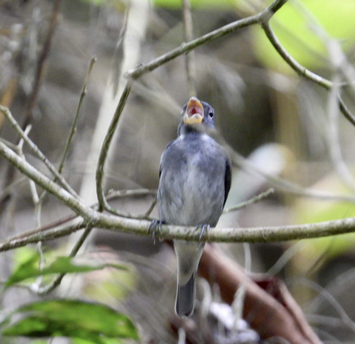 Semillero Pizarroso - ML647408178