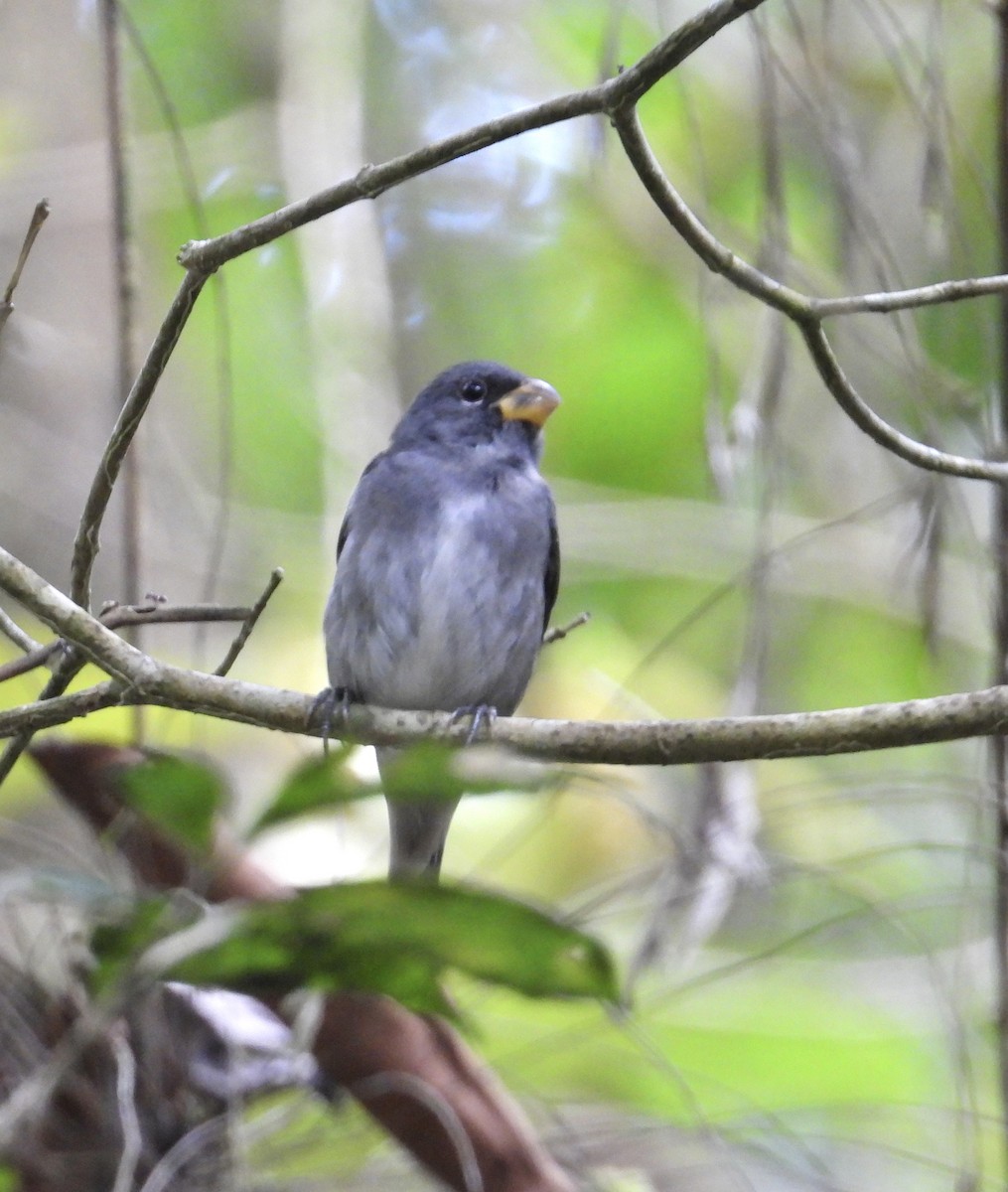 Semillero Pizarroso - ML647408179