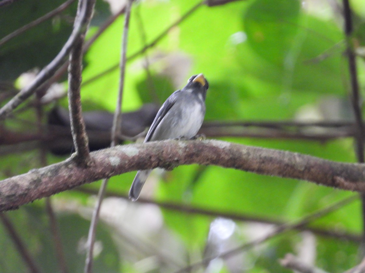 Semillero Pizarroso - ML647408180