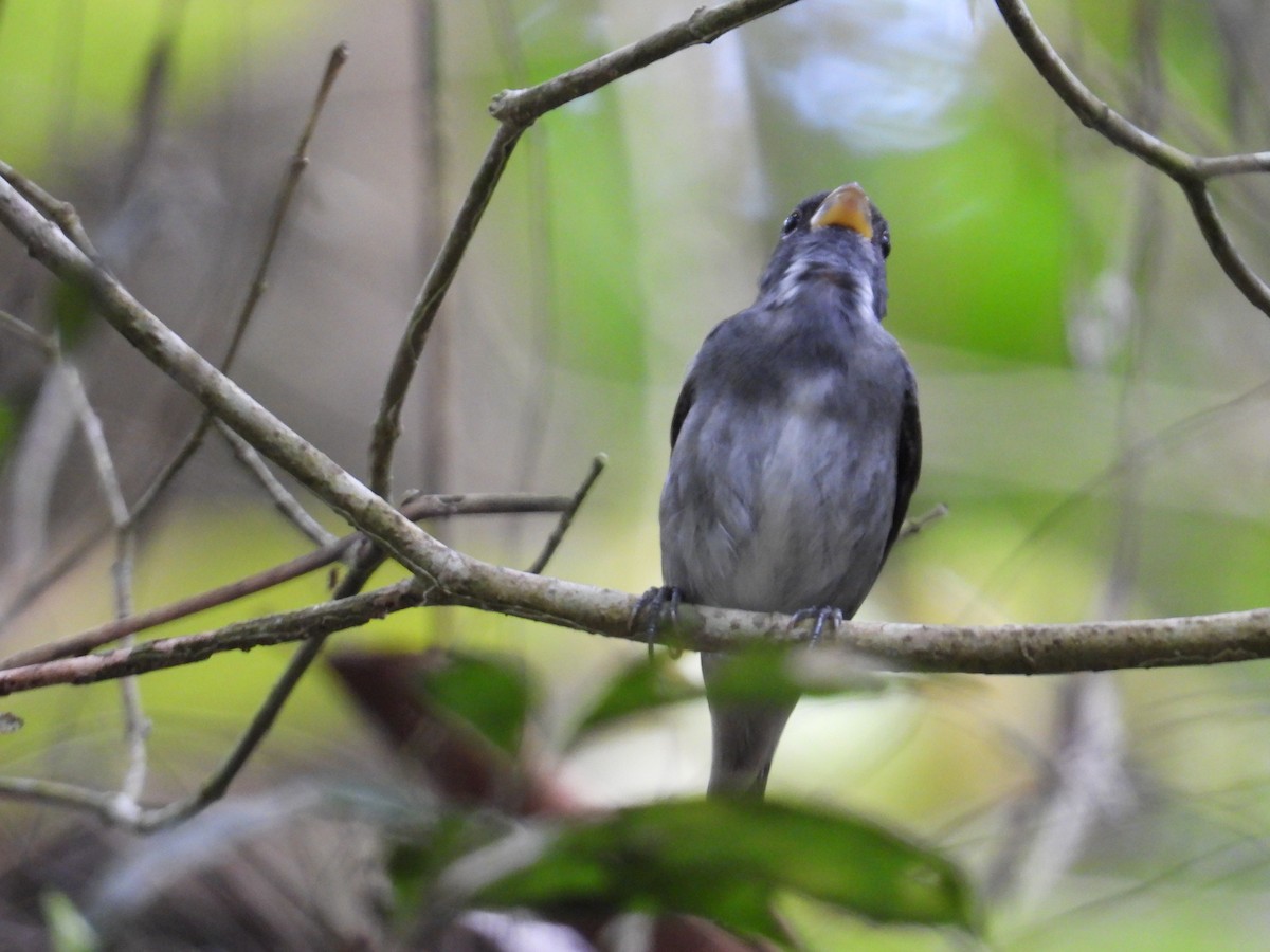 Semillero Pizarroso - ML647408181