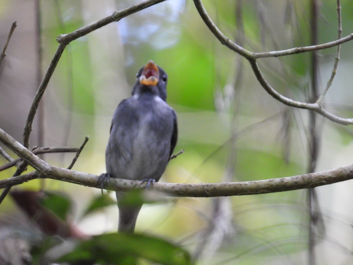 Semillero Pizarroso - ML647408182