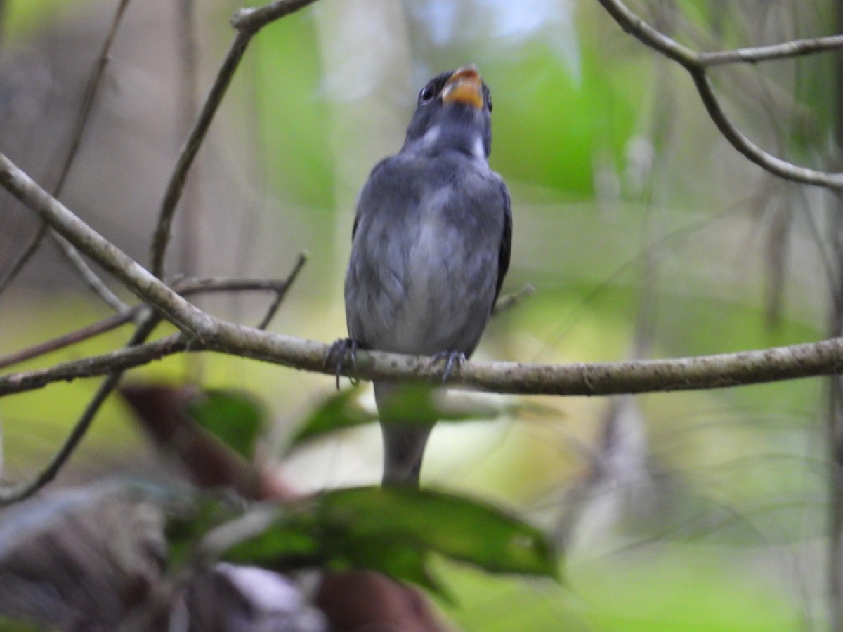 Semillero Pizarroso - ML647408183