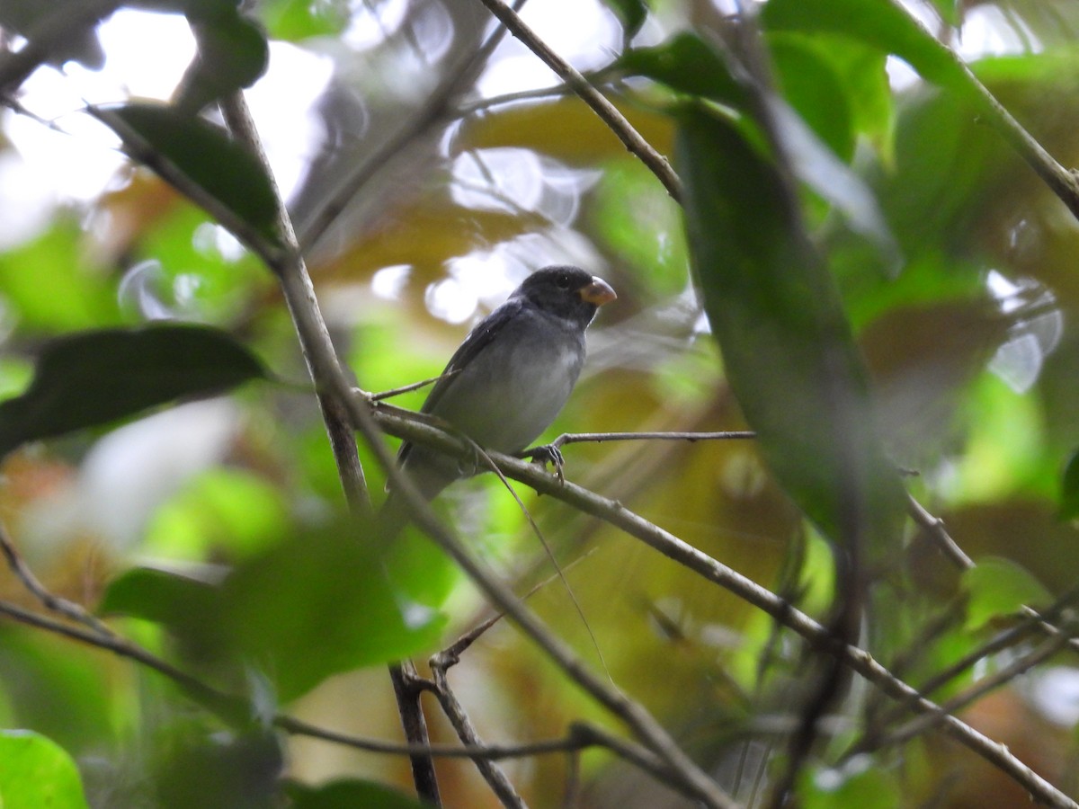 Semillero Pizarroso - ML647408185