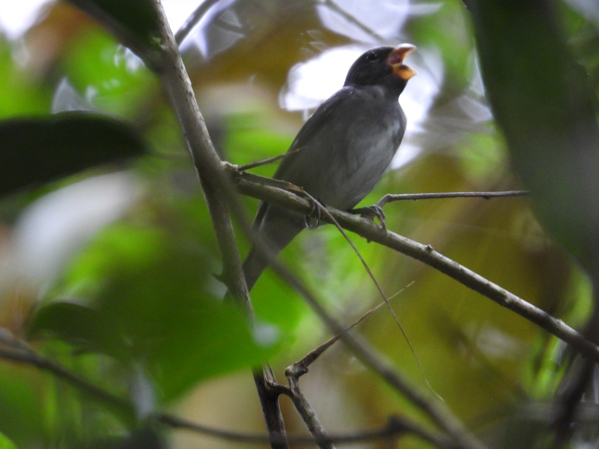 Semillero Pizarroso - ML647408186