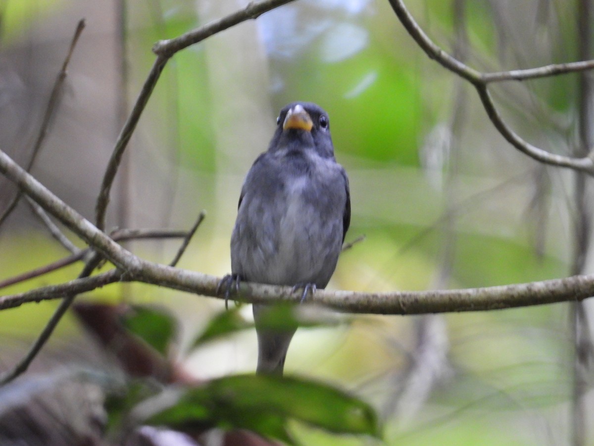 Semillero Pizarroso - ML647408187