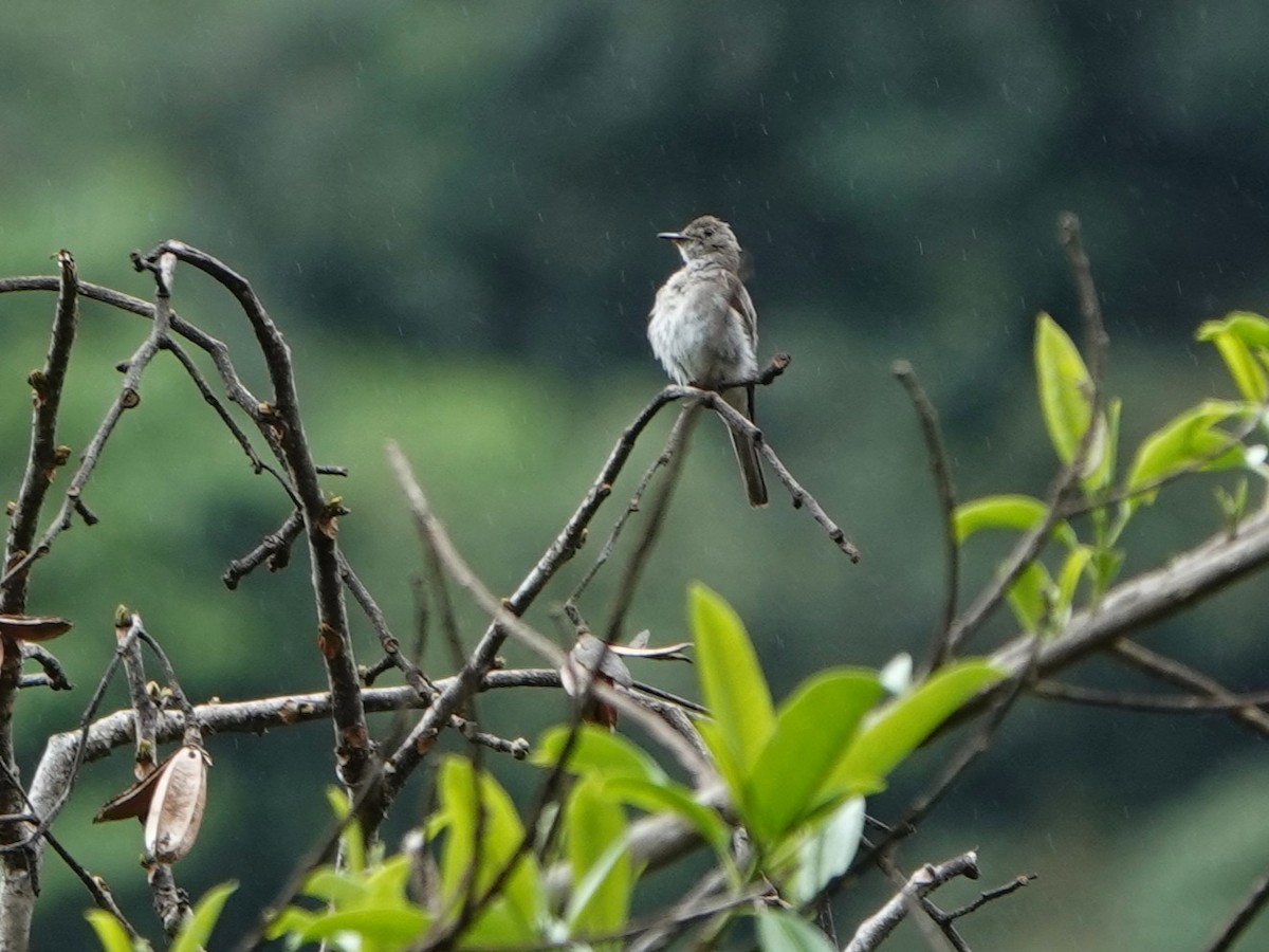 tyranovec severský - ML647408189