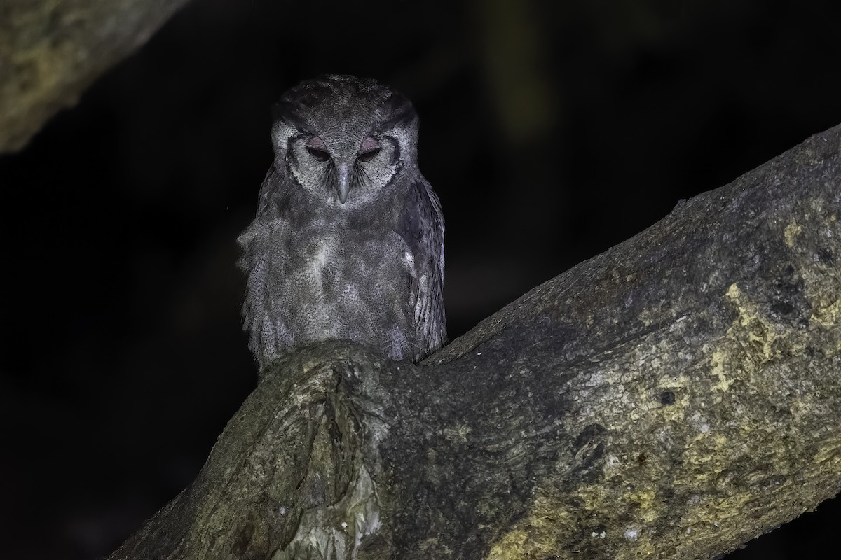 Verreaux's Eagle-Owl - ML647408203