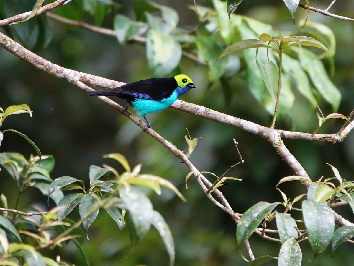 Paradise Tanager - ML647408206