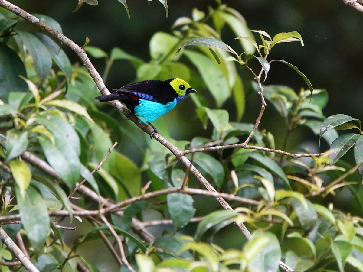 Paradise Tanager - ML647408208