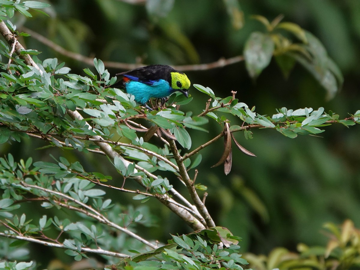 Paradise Tanager - ML647408209