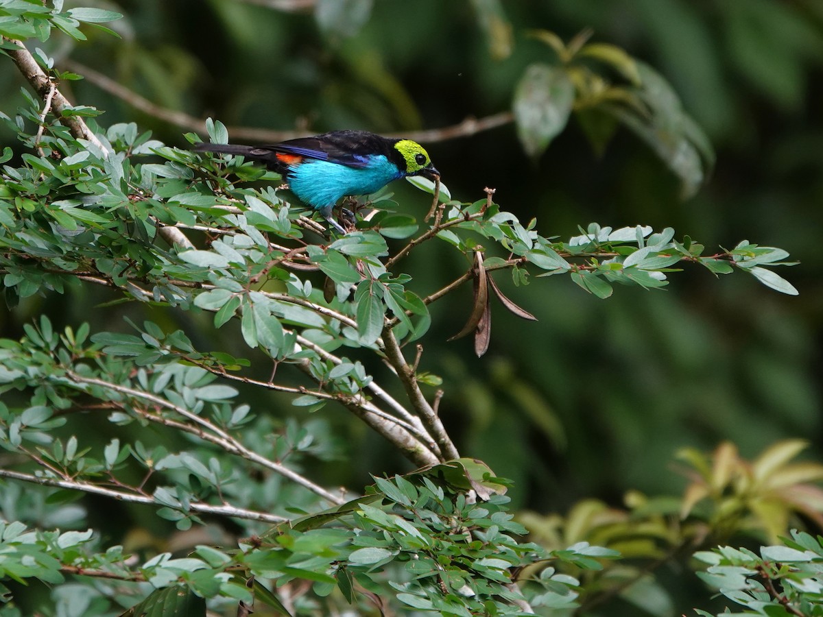 Paradise Tanager - ML647408211