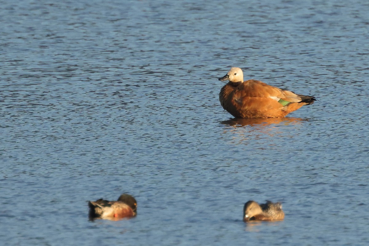 קזרקה חלודית - ML647408225