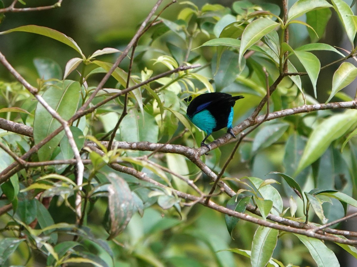 Paradise Tanager - ML647408226