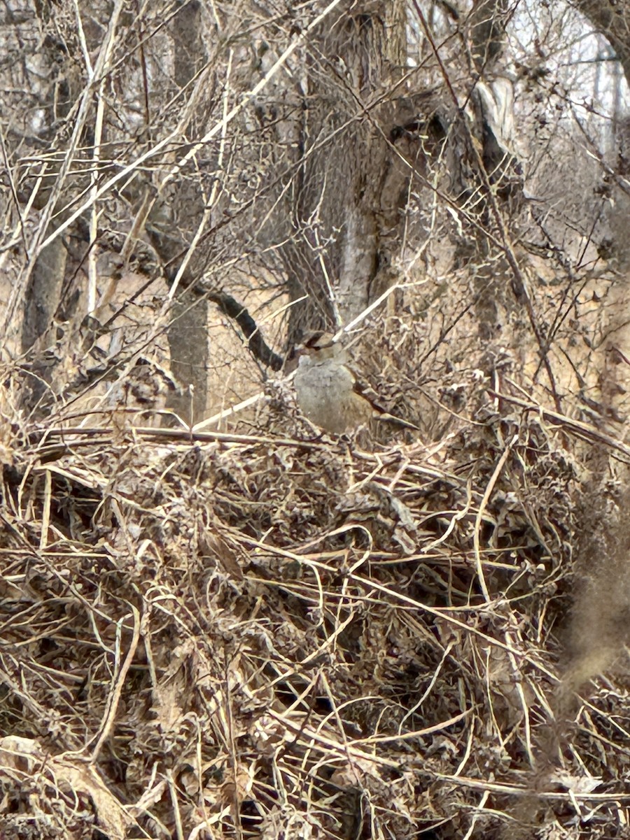 White-crowned Sparrow - ML647408227