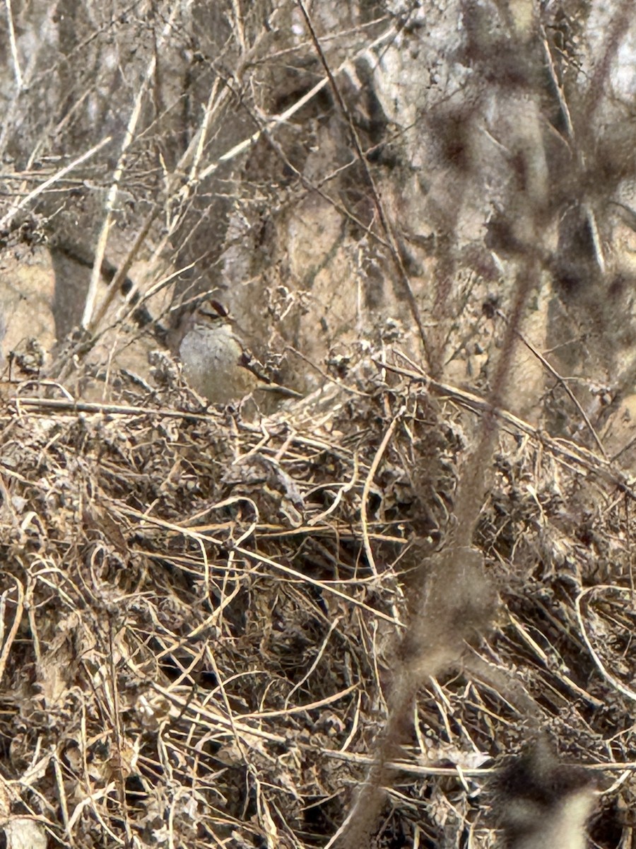 White-crowned Sparrow - ML647408228